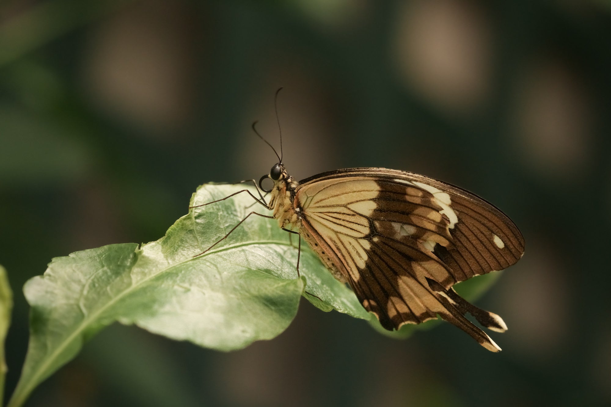 Taking The New Sony Alpha 7R V Inside A Butterfly House | Sony