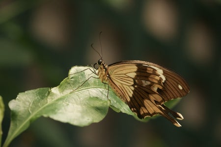 https://alphauniverseglobal.media.zestyio.com/Alpha-Universe-Photo-by-Caroline-Jensen-Butterfly-1.jpg?height=300&fit=bounds