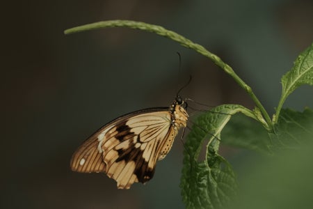 https://alphauniverseglobal.media.zestyio.com/Alpha-Universe-Photo-by-Caroline-Jensen-Butterfly-2.jpg?height=300&fit=bounds