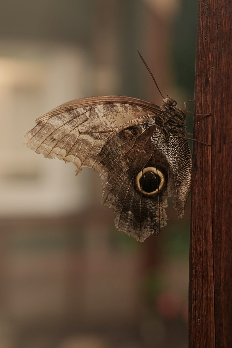 https://alphauniverseglobal.media.zestyio.com/Alpha-Universe-Photo-by-Caroline-Jensen-Butterfly-4.jpg?height=1200&fit=bounds