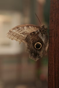 https://alphauniverseglobal.media.zestyio.com/Alpha-Universe-Photo-by-Caroline-Jensen-Butterfly-4.jpg?height=300&fit=bounds