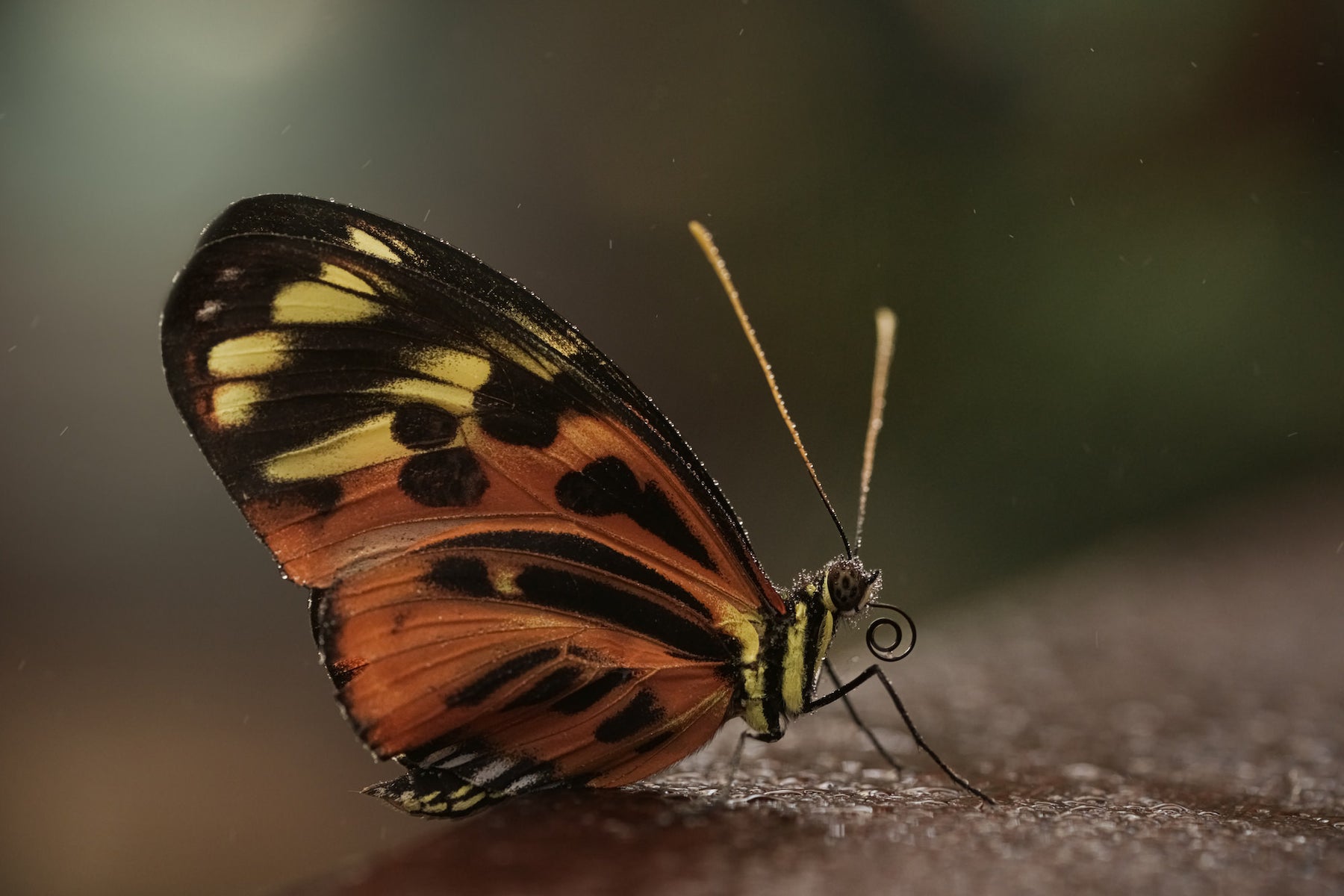https://alphauniverseglobal.media.zestyio.com/Alpha-Universe-Photo-by-Caroline-Jensen-Butterfly-5.jpg?height=1200&fit=bounds