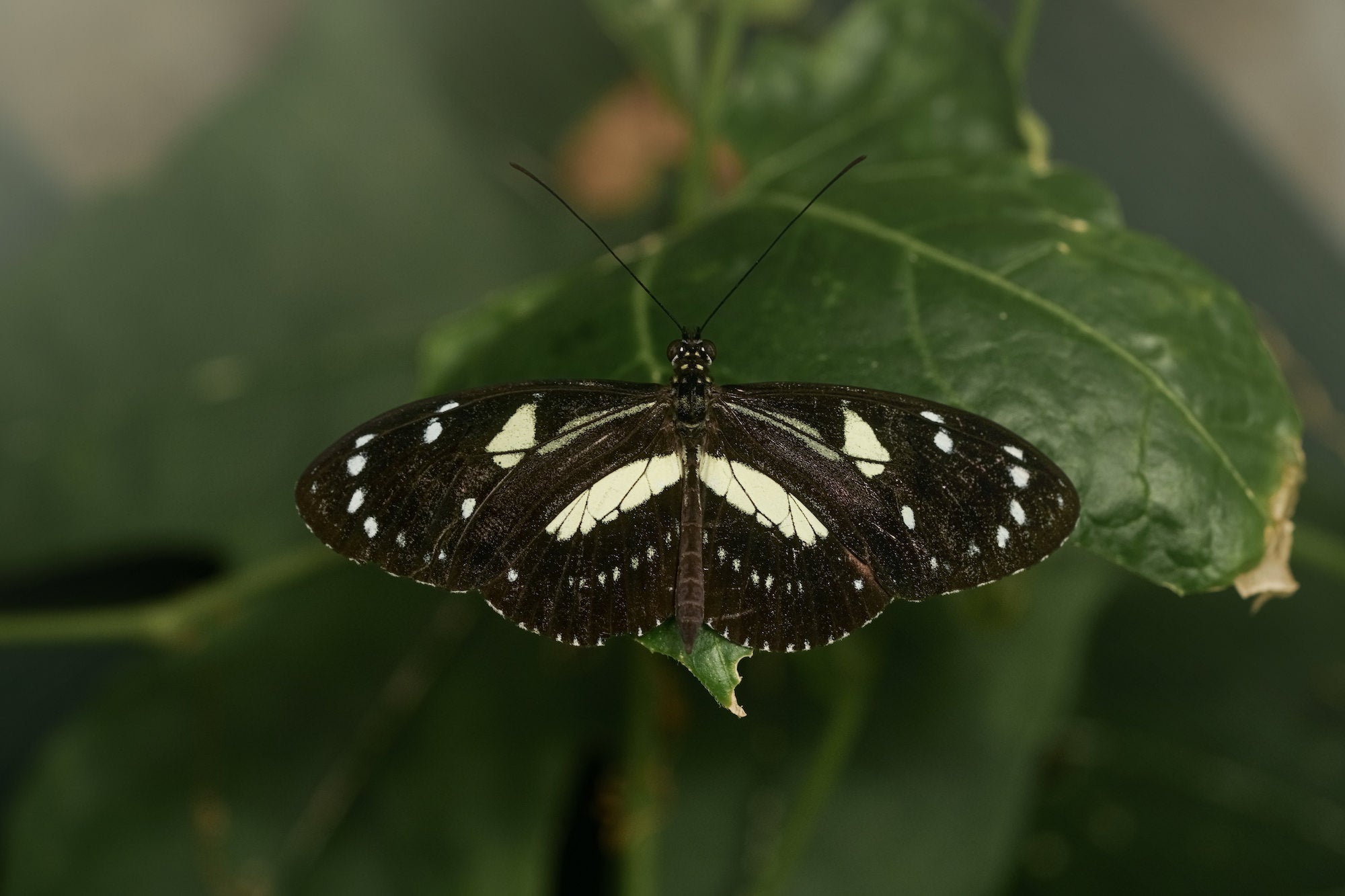 Taking The New Sony Alpha 7R V Inside A Butterfly House | Sony