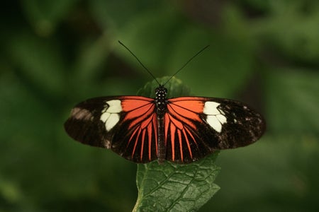 https://alphauniverseglobal.media.zestyio.com/Alpha-Universe-Photo-by-Caroline-Jensen-Butterfly-7.jpg?height=300&fit=bounds