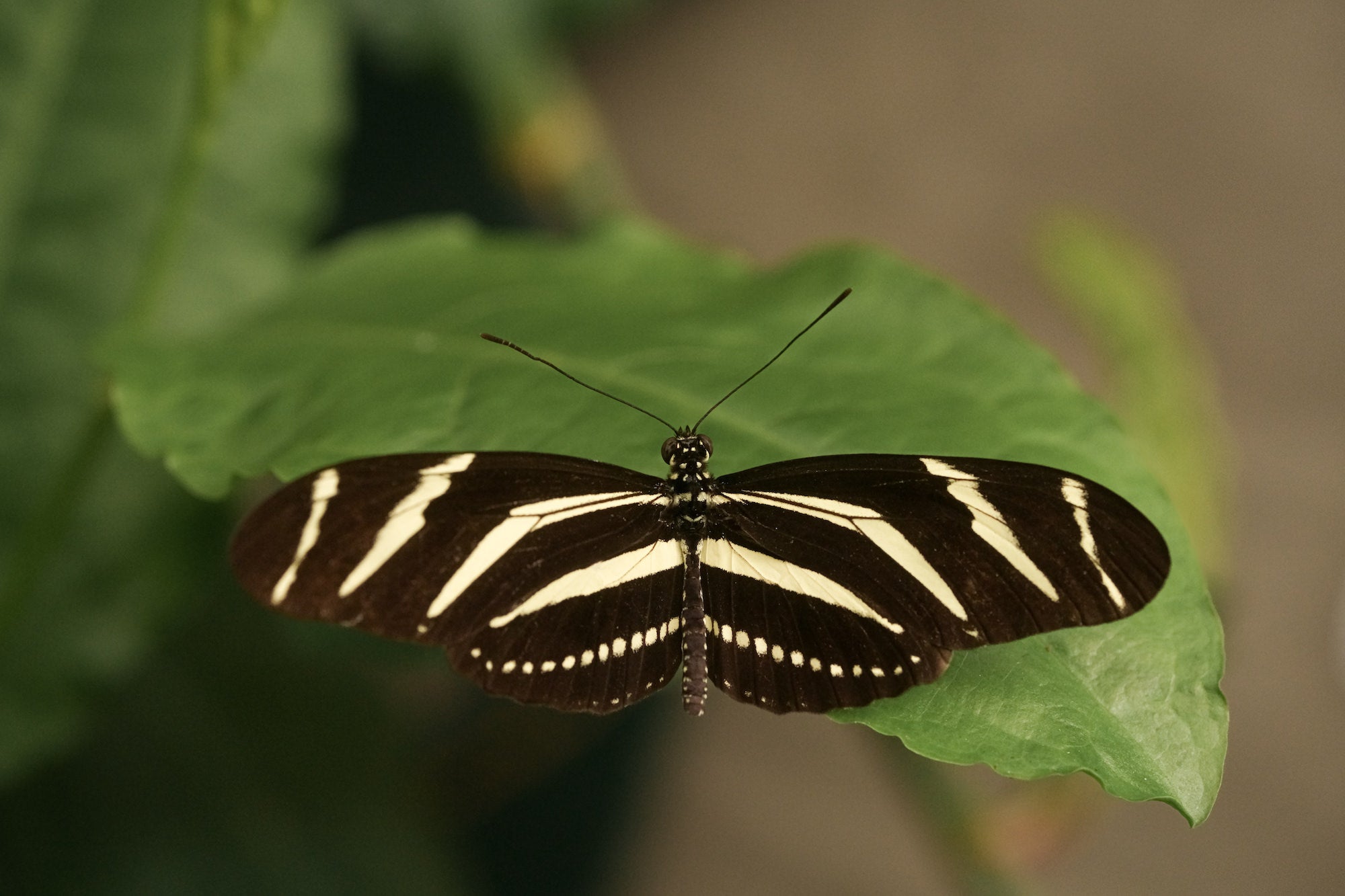 Photo by Caroline Jensen. Sony Alpha 7R V. Sony 90mm f/2.8 Macro G. 1/400-sec., f/5.6, ISO 3200
