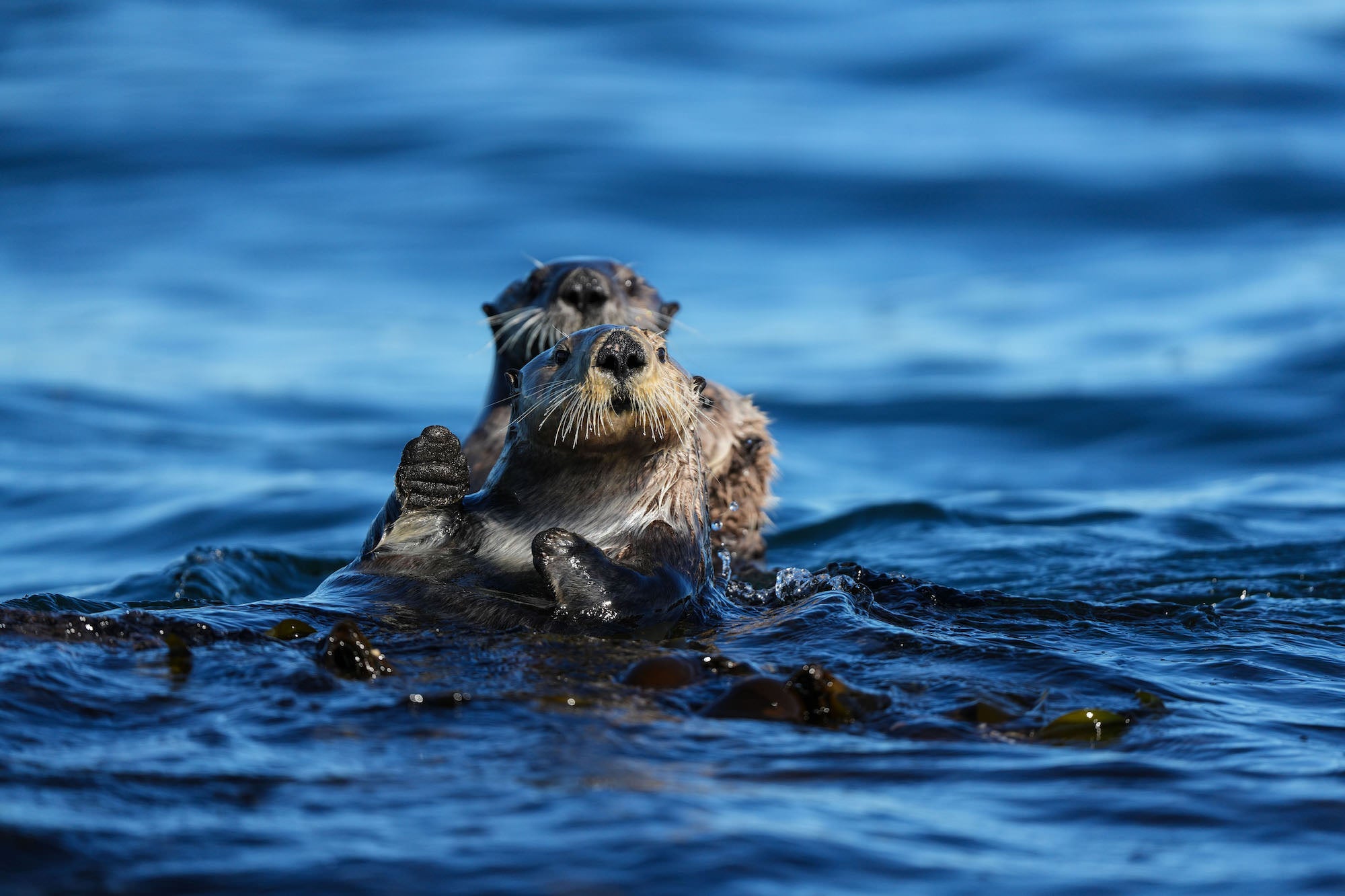 Alpha-Universe-Photo-by-Paul-Nicklen-DSC01677.jpg