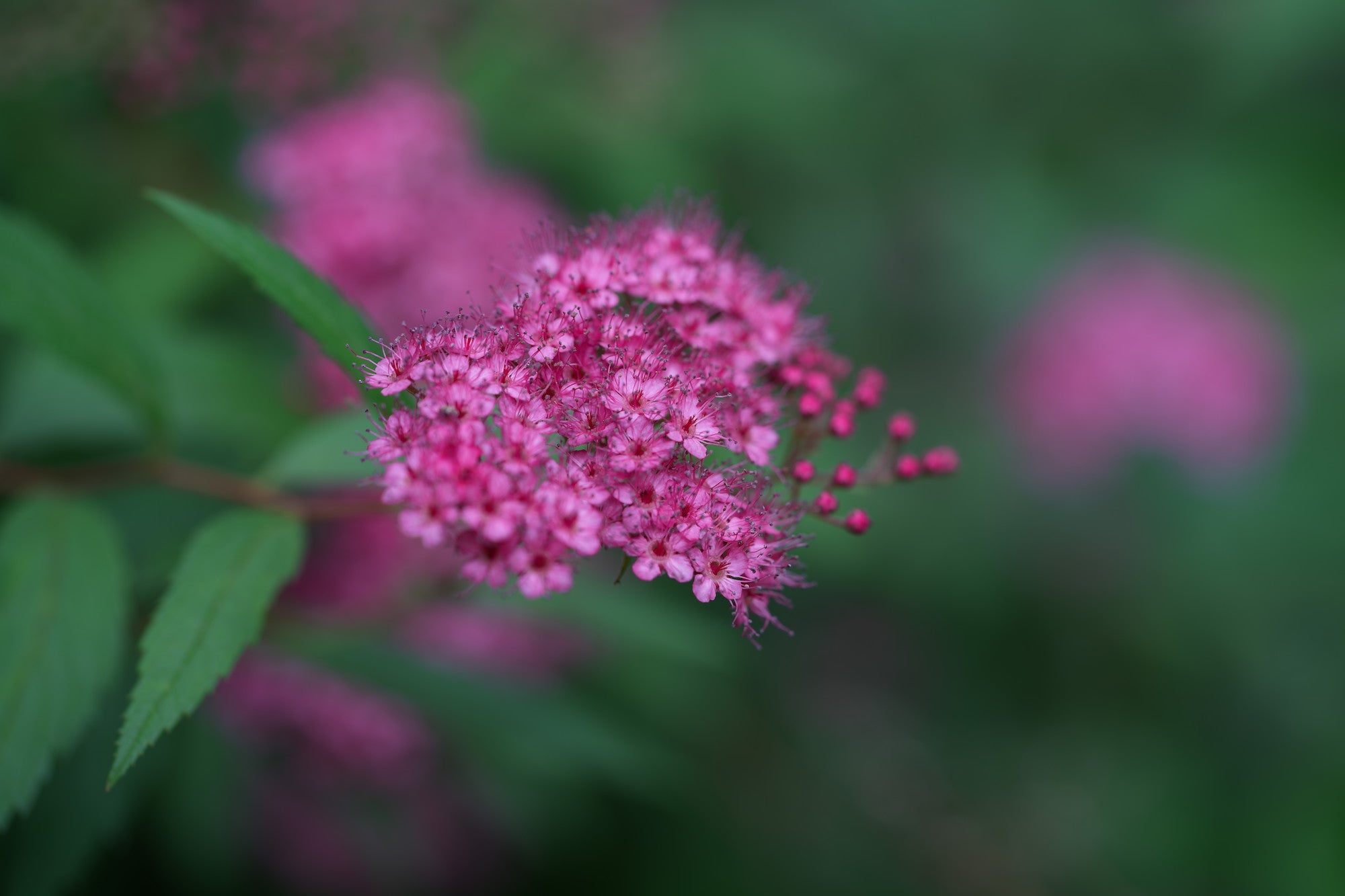 Sony Artisan Tony Gale shows his step-by-step guide to using Pixel Shift on your Alpha camera.