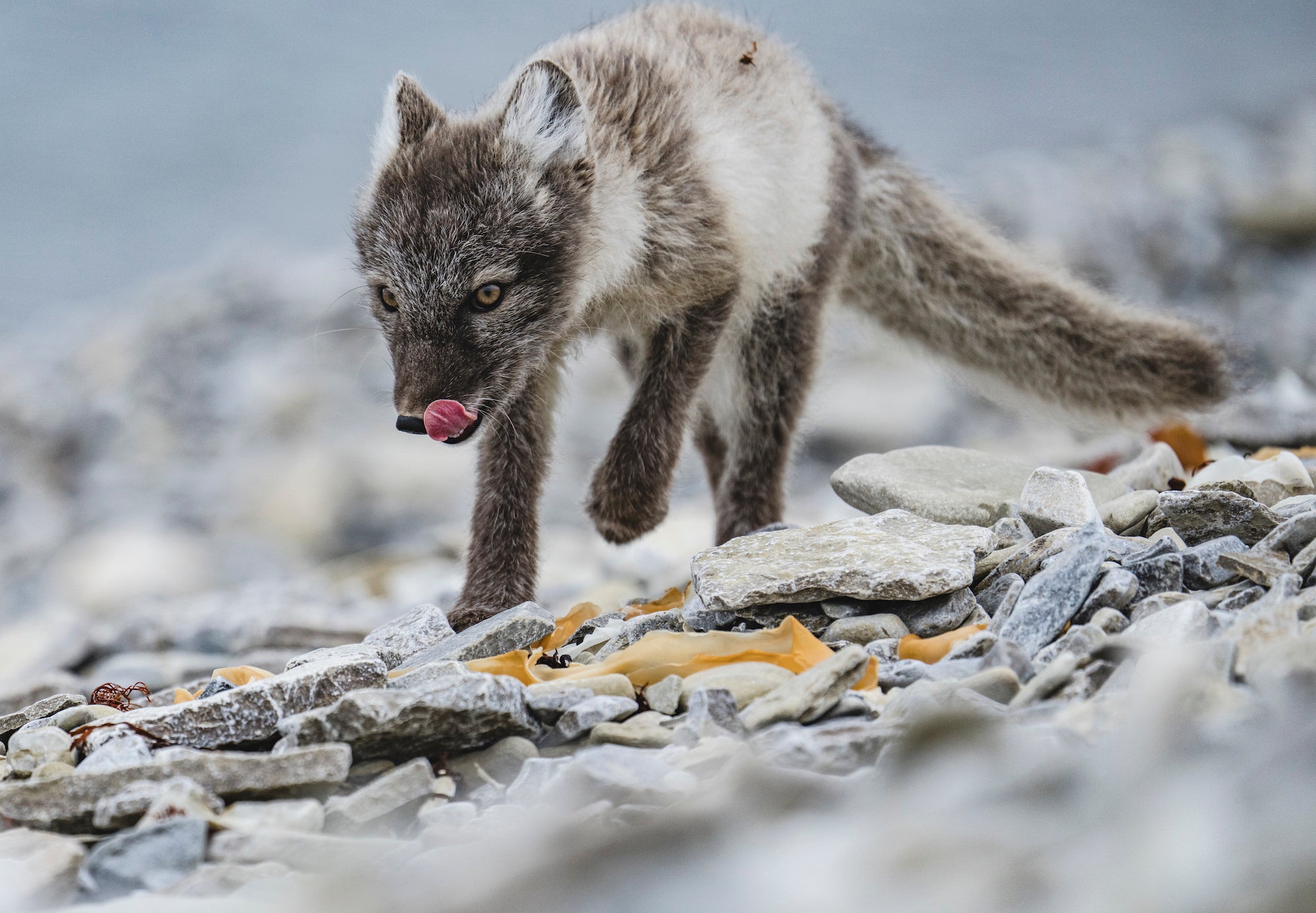 Photo by Renan Ozturk. Sony Alpha 1. Sony 200-600mm f/5.6-6.3 G. 1/800-sec., f/6.3, ISO 500