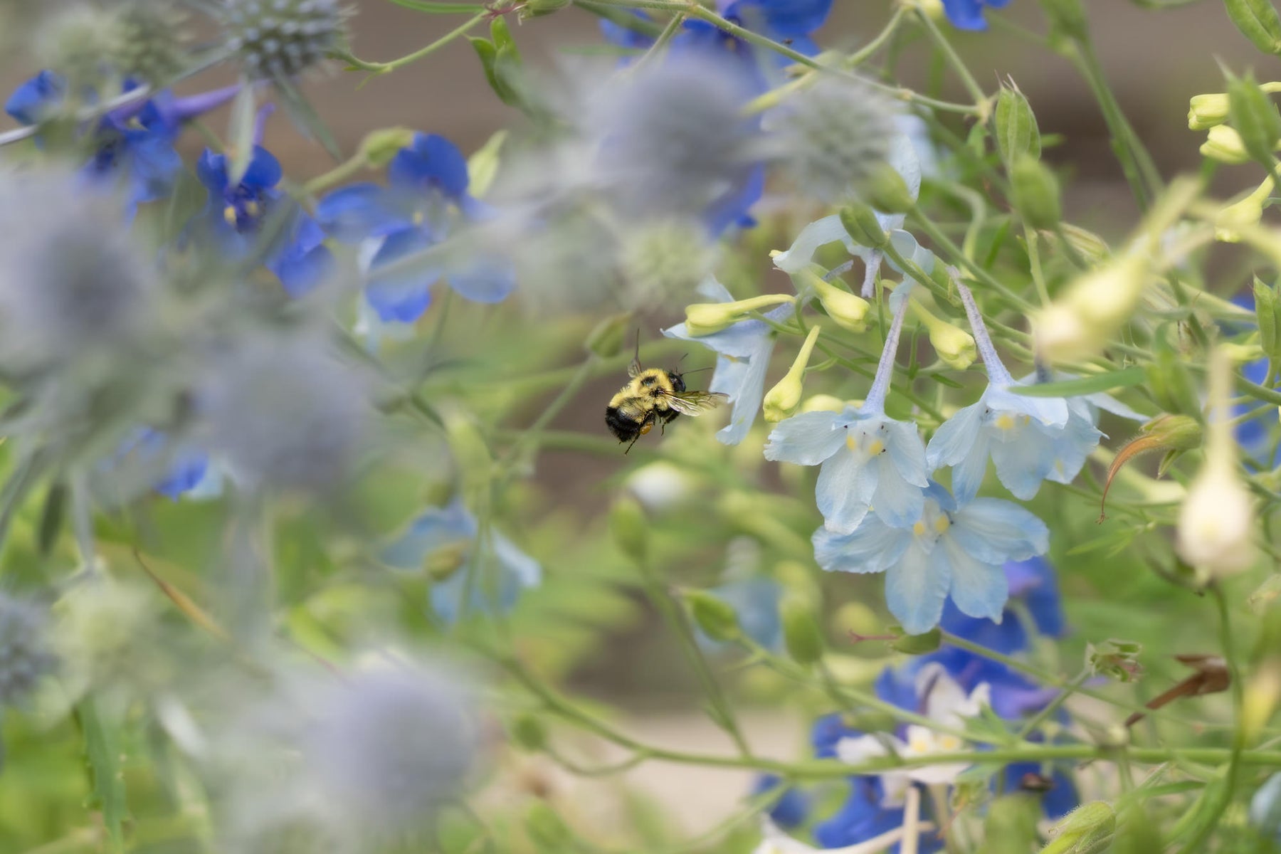 https://alphauniverseglobal.media.zestyio.com/Alpha-Universe-Pollinators-Caroline-Jensen-11.jpg?height=1200&fit=bounds