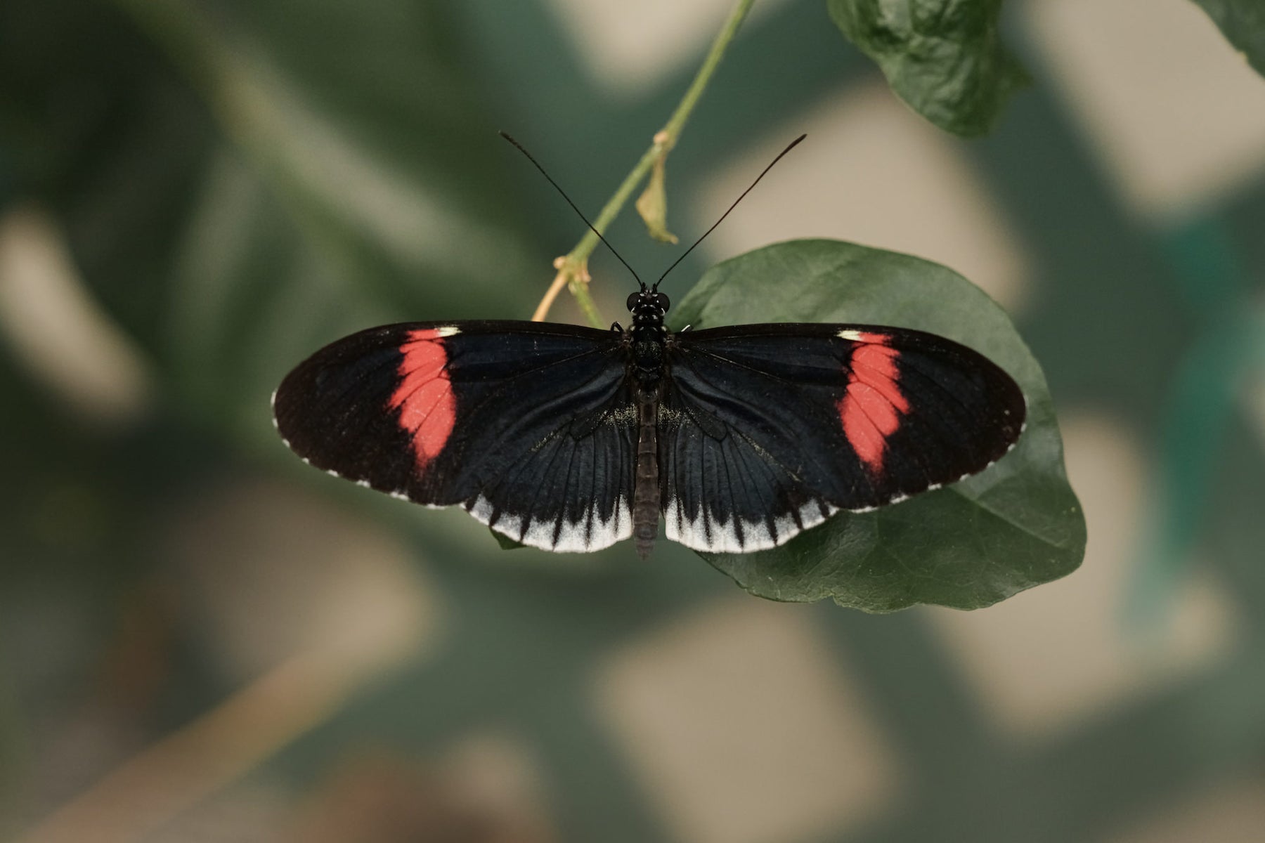 https://alphauniverseglobal.media.zestyio.com/Alpha-Universe-Pollinators-Caroline-Jensen-5.jpg?height=1200&fit=bounds