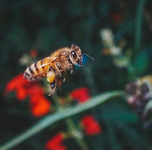https://alphauniverseglobal.media.zestyio.com/Alpha-Universe-Pollinators-Hannah-Mather-1.JPG?height=300&fit=bounds