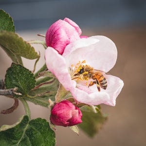 https://alphauniverseglobal.media.zestyio.com/Alpha-Universe-Pollinators-Hannah-Mather-2.JPG?height=300&fit=bounds