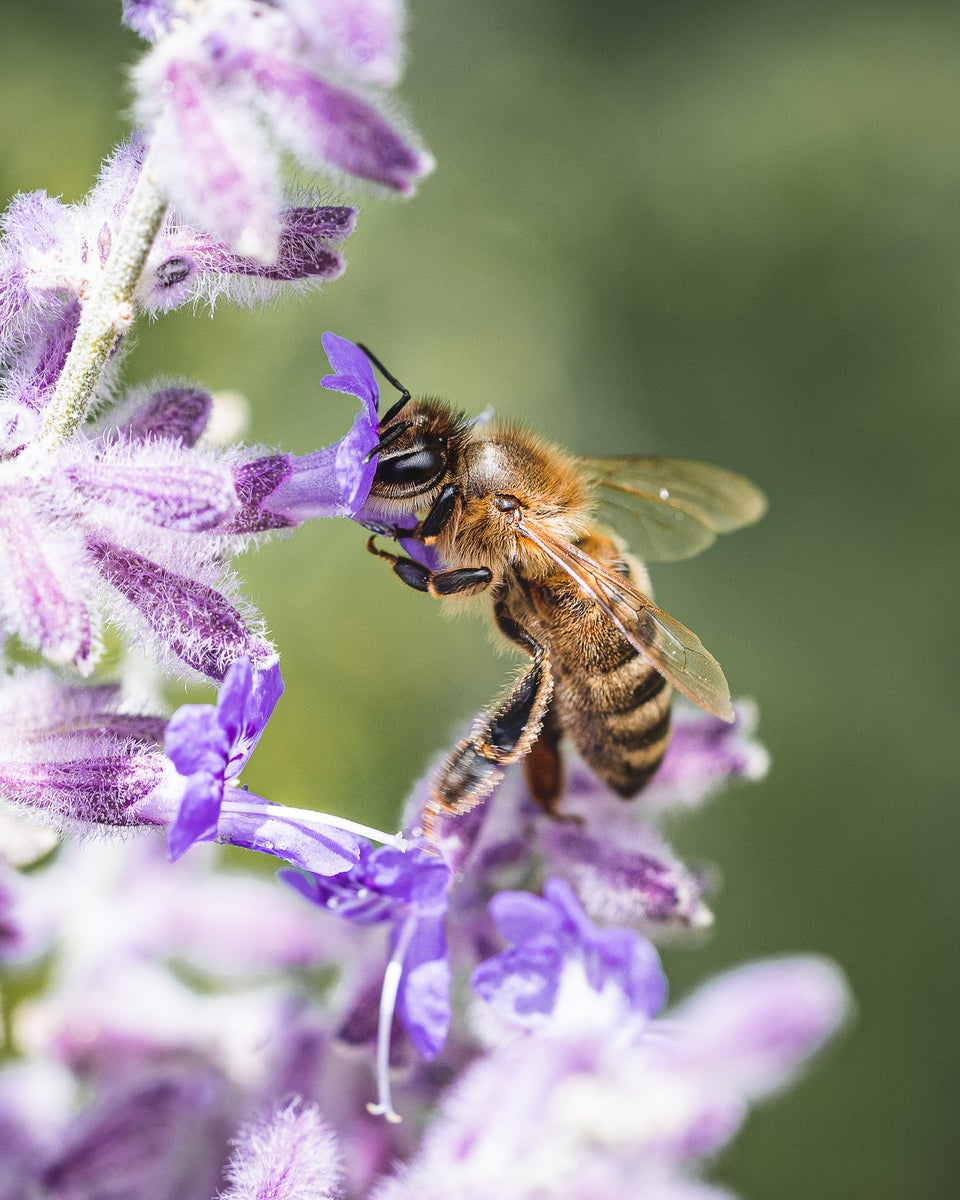 https://alphauniverseglobal.media.zestyio.com/Alpha-Universe-Pollinators-Hannah-Mather-4.JPG?height=1200&fit=bounds