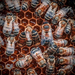 https://alphauniverseglobal.media.zestyio.com/Alpha-Universe-Pollinators-Hannah-Mather-5.JPG?height=300&fit=bounds