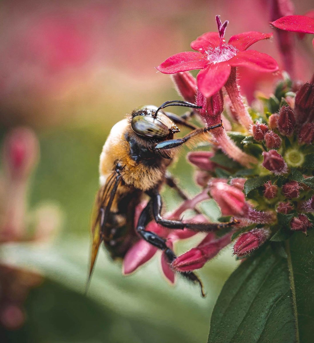 https://alphauniverseglobal.media.zestyio.com/Alpha-Universe-Pollinators-Hannah-Mather-6.JPG?height=1200&fit=bounds