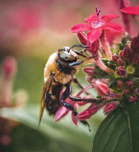 https://alphauniverseglobal.media.zestyio.com/Alpha-Universe-Pollinators-Hannah-Mather-6.JPG?height=300&fit=bounds