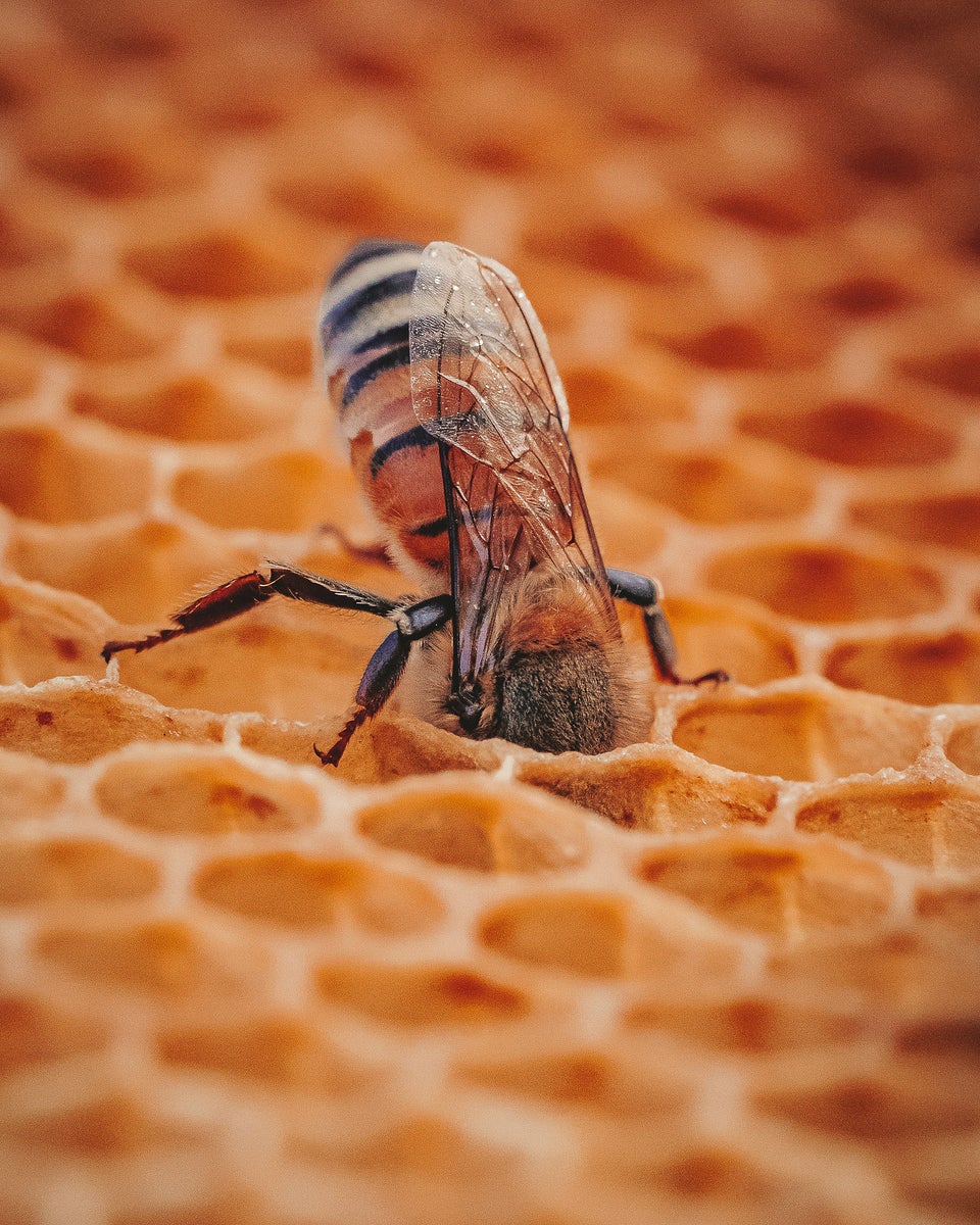 https://alphauniverseglobal.media.zestyio.com/Alpha-Universe-Pollinators-Hannah-Mather-7.JPG?height=1200&fit=bounds