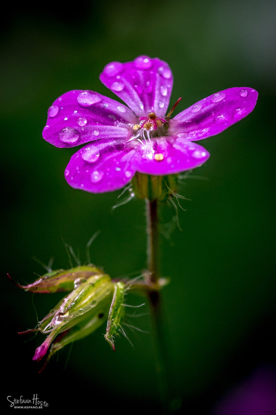 Alpha-Universe-Profile-Stefaan-Hoste-4-Macro.jpeg