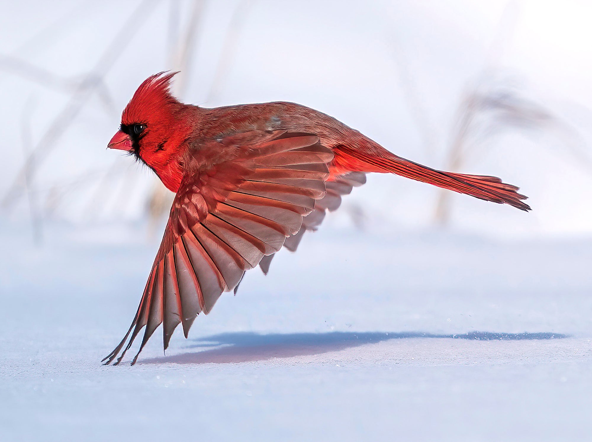 Behind The Shot: The Million Dollar Photo Of A Cardinal In Flight | Sony |  Alpha Universe