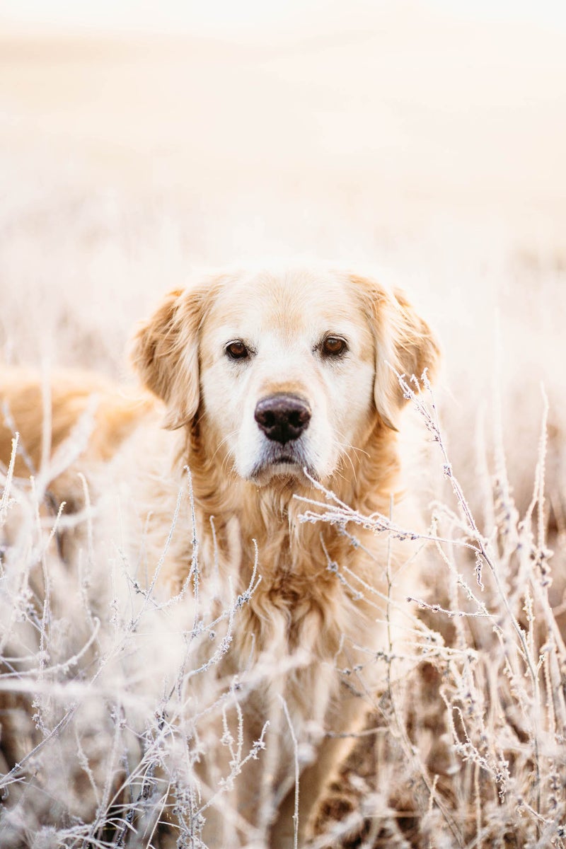 https://alphauniverseglobal.media.zestyio.com/Alpha-Universe-Rachel-Jezowski-Wildgoldens-001.jpg?height=1200&fit=bounds