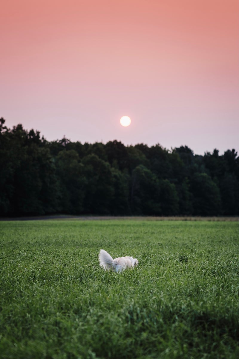https://alphauniverseglobal.media.zestyio.com/Alpha-Universe-Rachel-Jezowski-Wildgoldens-002.jpg?height=1200&fit=bounds