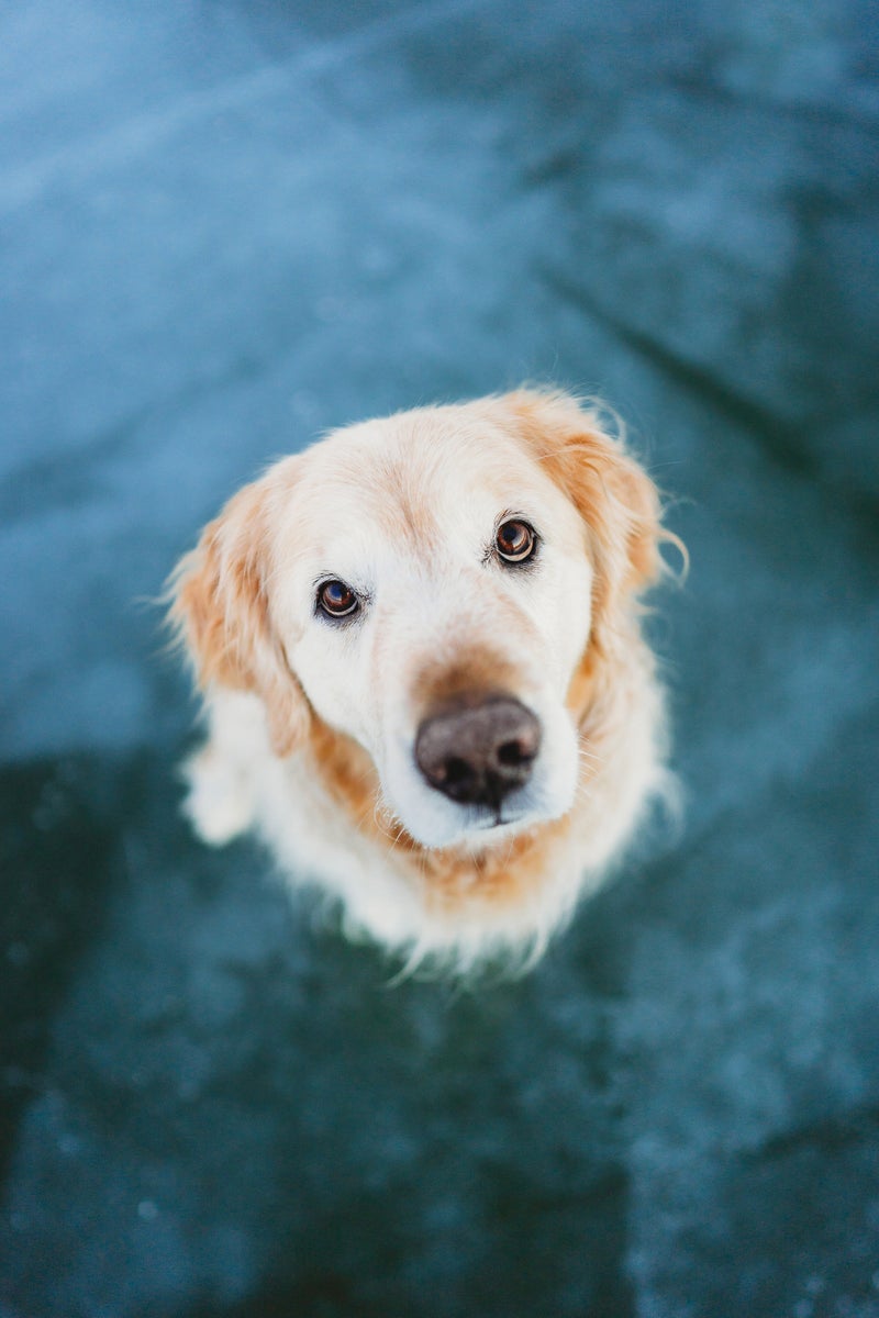 https://alphauniverseglobal.media.zestyio.com/Alpha-Universe-Rachel-Jezowski-Wildgoldens-004.jpg?height=1200&fit=bounds