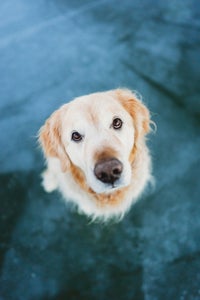 https://alphauniverseglobal.media.zestyio.com/Alpha-Universe-Rachel-Jezowski-Wildgoldens-004.jpg?height=300&fit=bounds