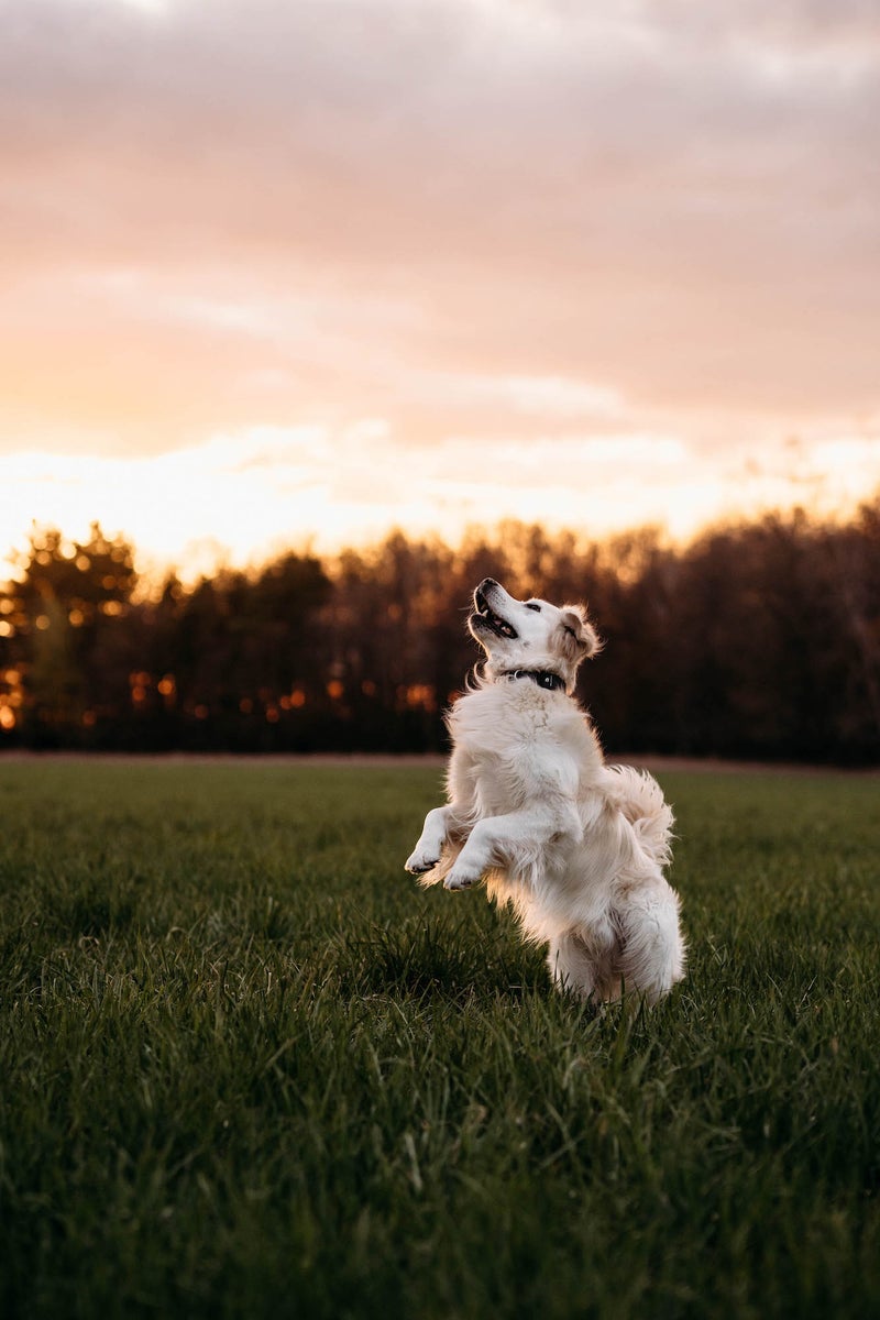 https://alphauniverseglobal.media.zestyio.com/Alpha-Universe-Rachel-Jezowski-Wildgoldens-006.jpg?height=1200&fit=bounds