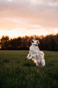 https://alphauniverseglobal.media.zestyio.com/Alpha-Universe-Rachel-Jezowski-Wildgoldens-006.jpg?height=300&fit=bounds