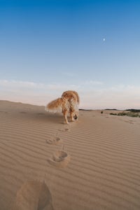 https://alphauniverseglobal.media.zestyio.com/Alpha-Universe-Rachel-Jezowski-Wildgoldens-007.JPG?height=300&fit=bounds