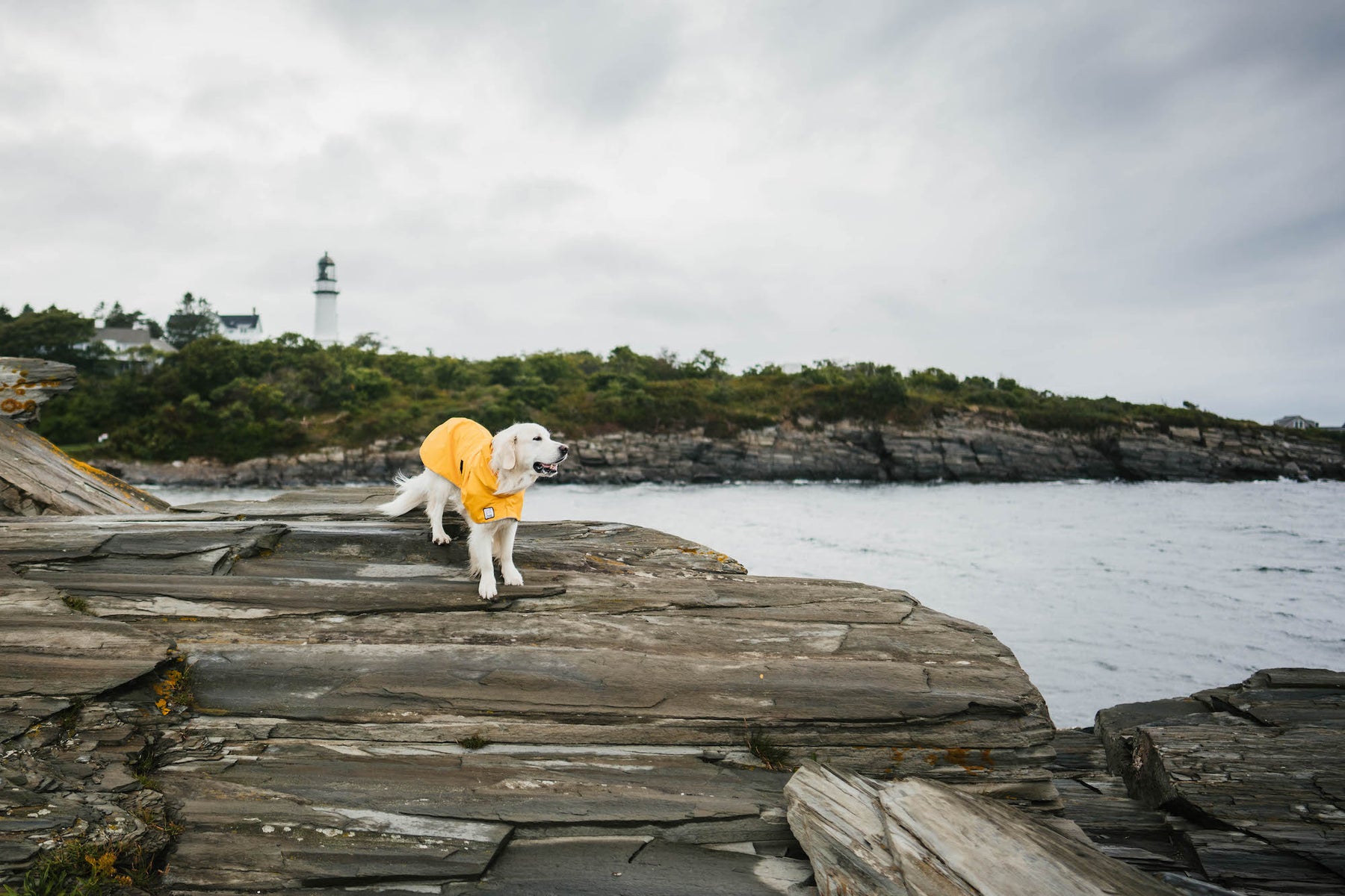 https://alphauniverseglobal.media.zestyio.com/Alpha-Universe-Rachel-Jezowski-Wildgoldens-008.jpg?height=1200&fit=bounds