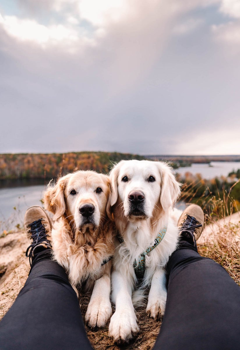 https://alphauniverseglobal.media.zestyio.com/Alpha-Universe-Rachel-Jezowski-Wildgoldens-009.JPG?height=1200&fit=bounds