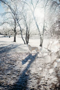 https://alphauniverseglobal.media.zestyio.com/Alpha-Universe-Rachel-Jezowski-Wildgoldens-010.jpg?height=300&fit=bounds