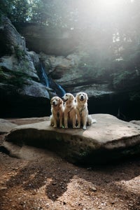 https://alphauniverseglobal.media.zestyio.com/Alpha-Universe-Rachel-Jezowski-Wildgoldens-012.jpg?height=300&fit=bounds