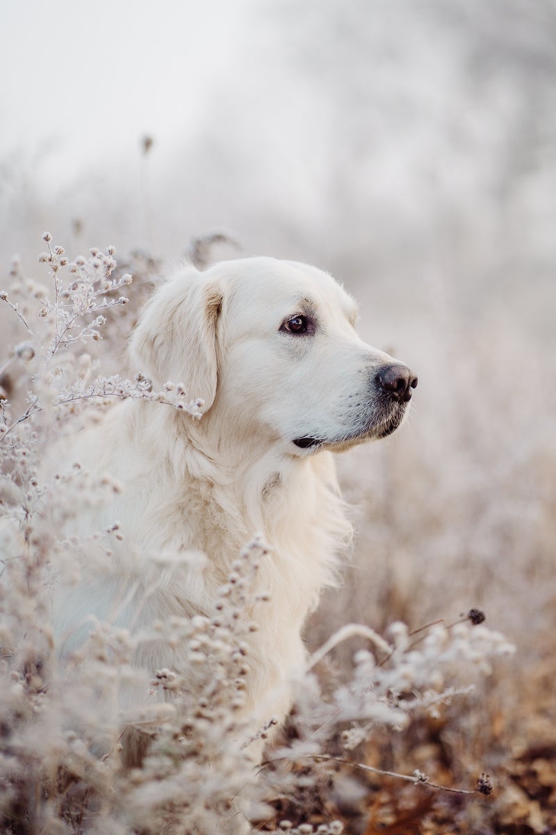 https://alphauniverseglobal.media.zestyio.com/Alpha-Universe-Rachel-Jezowski-Wildgoldens-014.JPG?height=1200&fit=bounds
