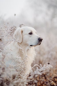 https://alphauniverseglobal.media.zestyio.com/Alpha-Universe-Rachel-Jezowski-Wildgoldens-014.JPG?height=300&fit=bounds