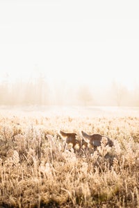 https://alphauniverseglobal.media.zestyio.com/Alpha-Universe-Rachel-Jezowski-Wildgoldens-015.jpg?height=300&fit=bounds