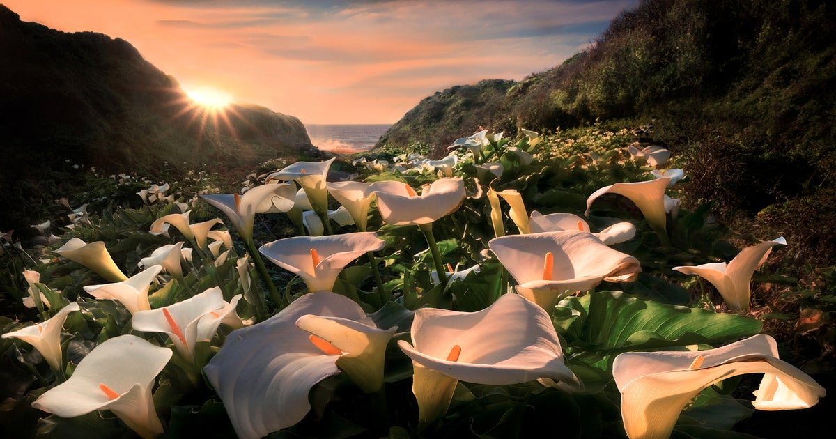 Alpha Profile: How Photographer Sapna Reddy Creates Soothing Landscape ...