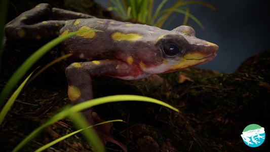 https://alphauniverseglobal.media.zestyio.com/Alpha-Universe-Scott-Trageser-Atelopus3_beauty_render.jpeg?height=300&fit=bounds
