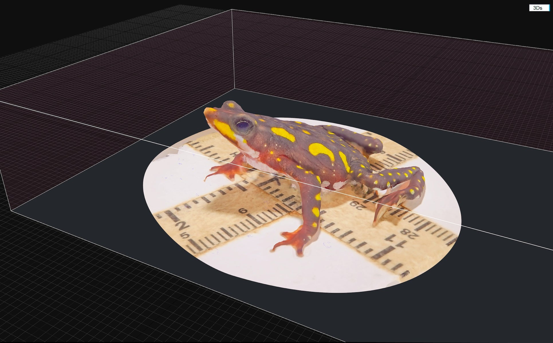 https://alphauniverseglobal.media.zestyio.com/Alpha-Universe-Scott-Trageser-Atelopus_Beauty_scene.jpeg?height=1200&fit=bounds