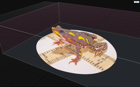 https://alphauniverseglobal.media.zestyio.com/Alpha-Universe-Scott-Trageser-Atelopus_Beauty_scene.jpeg?height=300&fit=bounds