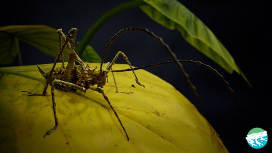 https://alphauniverseglobal.media.zestyio.com/Alpha-Universe-Scott-Trageser-Katydid_Final_renderr.jpeg?height=300&fit=bounds
