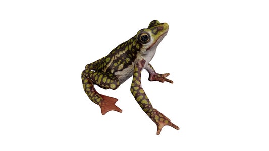https://alphauniverseglobal.media.zestyio.com/Alpha-Universe-Scott-Trageser-atelopus3_transparent_background.jpeg?height=300&fit=bounds