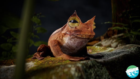 https://alphauniverseglobal.media.zestyio.com/Alpha-Universe-Scott-Trageser-gastrotheca_beauty_render_1.jpeg?height=300&fit=bounds