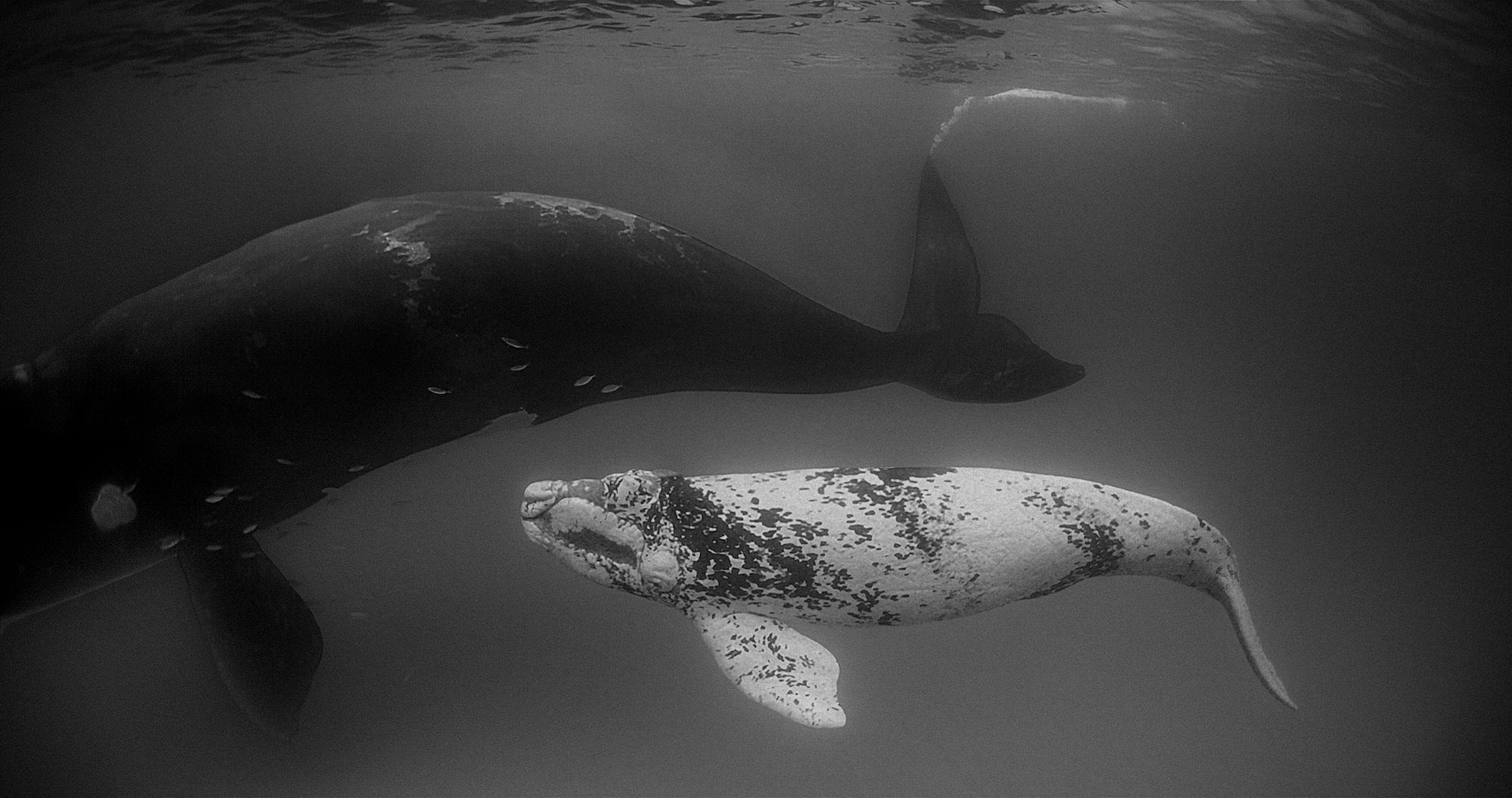 Photo by Paul Nicklen. Sony Alpha 1. Sony 12-24mm f/2.8 G Master.