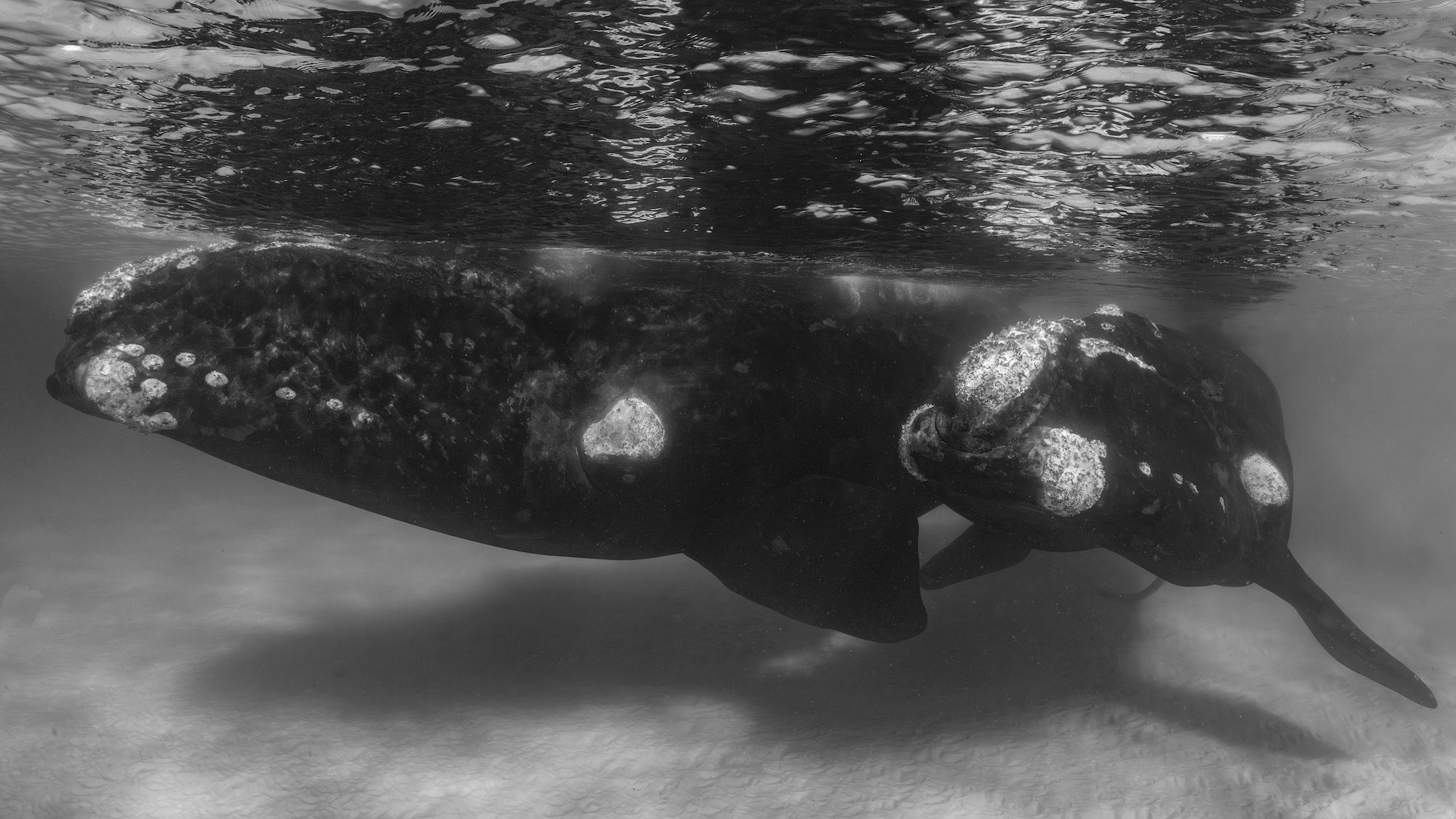 Photo by Paul Nicklen. Sony Alpha 1. Sony 12-24mm f/2.8 G Master.