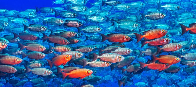 https://alphauniverseglobal.media.zestyio.com/Alpha-Universe-SeaLegacy-Behind-The-Shot-Groupers-1.jpg?height=300&fit=bounds