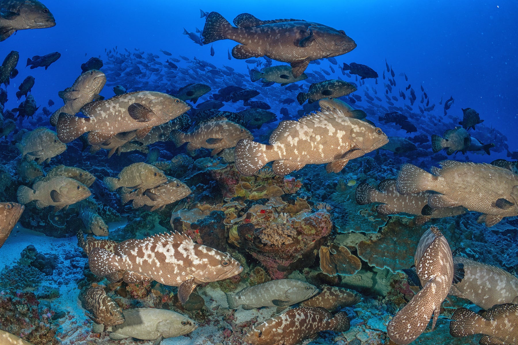 https://alphauniverseglobal.media.zestyio.com/Alpha-Universe-SeaLegacy-Behind-The-Shot-Groupers-2.jpg?height=1200&fit=bounds