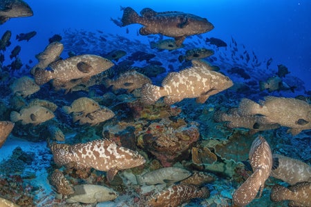 https://alphauniverseglobal.media.zestyio.com/Alpha-Universe-SeaLegacy-Behind-The-Shot-Groupers-2.jpg?height=300&fit=bounds