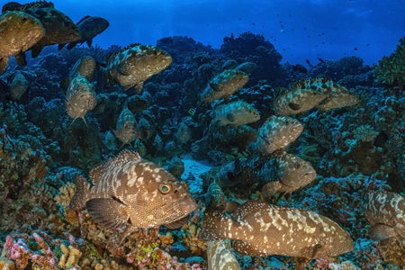 https://alphauniverseglobal.media.zestyio.com/Alpha-Universe-SeaLegacy-Behind-The-Shot-Groupers-3.jpg?height=300&fit=bounds